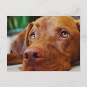 VIZSLA - carte postale