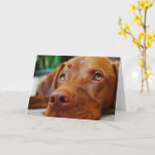 VIZSLA - carte vierge (Fleur jaune)