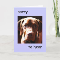 Vizsla - désolé d'entendre que vous êtes une carte