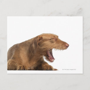 Vizsla, die voor witte achtergrond glanst briefkaart