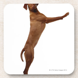 Vizsla Dog Bier Onderzetter