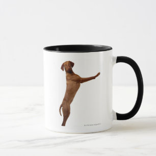 Vizsla Dog Mok