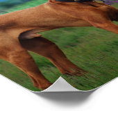 Vizsla - Dog? Poster (Hoek)