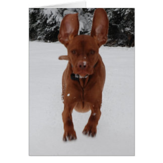 Vizsla - grandes oreilles