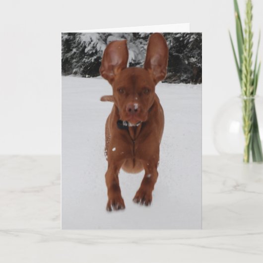 Vizsla - groot kijken mijn oren? kaart (Voorkant)