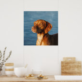 Vizsla hond - Hongaarse hond Poster (Keuken)
