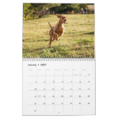 Vizsla kalender 2026 (Jan 2027)