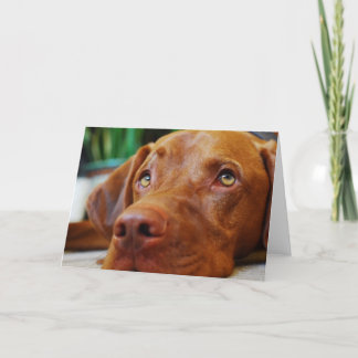 VIZSLA - lege kaart