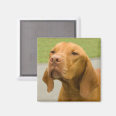 Vizsla Magneet (Voorkant / Achterkant)