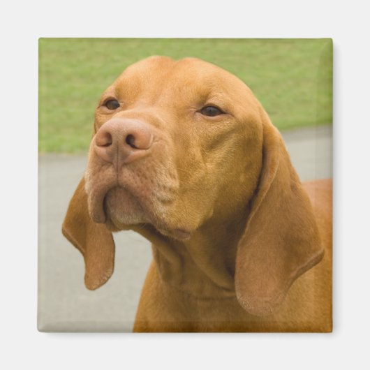 Vizsla Magneet (Voorkant)
