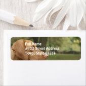 Vizsla Puppy Etiket (Insitu)