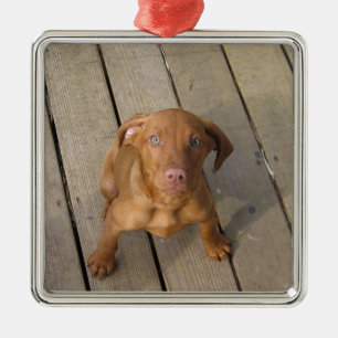 vizsla puppy metalen ornament
