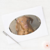 vizsla puppy ovale sticker (Envelop)