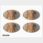vizsla puppy ovale sticker (Vel)