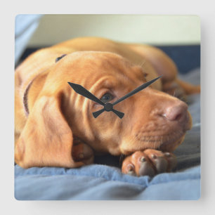 Vizsla Puppy Resting On Its Paw Vierkante Klok