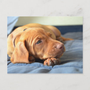Vizsla puppy Rust op zijn poot Briefkaart