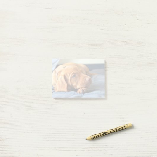 Vizsla puppy Rust op zijn poot Post-it® Notes (Op bureau)