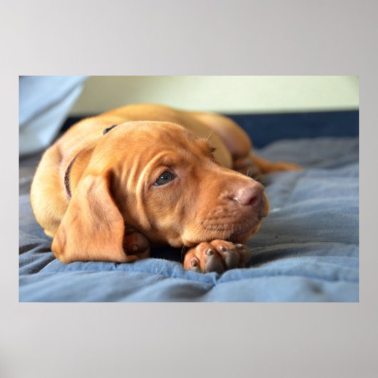 Vizsla puppy Rust op zijn poot Poster (Voorkant)