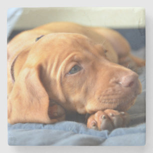 Vizsla puppy Rust op zijn poot Stenen Onderzetter
