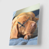 Vizsla puppy Rust op zijn poot Vierkante Klok (Hoek)