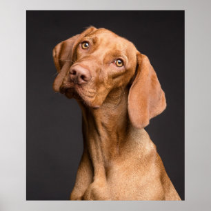 Vizsla Sporting Dog Poster