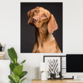 Vizsla Sporting Dog Poster (Thuiskantoor)