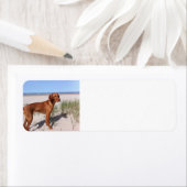 vizsla vol etiket (Insitu)