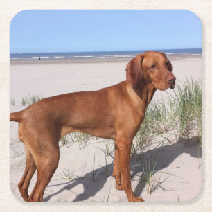 vizsla vol vierkante kartonnen onderzetter