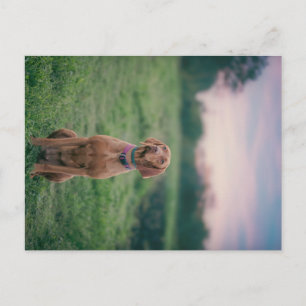 Vizsla zittend briefkaart