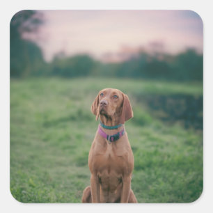 Vizsla zittend vierkante sticker
