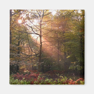 VK. Forest of Dean. Zonnestraal die een Magneet