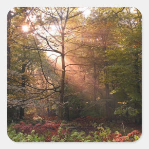 VK. Forest of Dean. Zonnestraal die een Vierkante Sticker