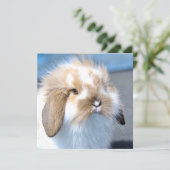 Vlaams wit en bruin konijn (Staand voorkant)