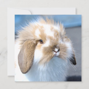 Vlaams wit en bruin konijn