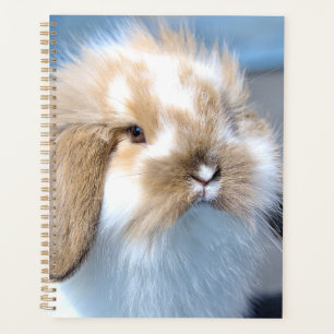 Vlaams wit en bruin konijn planner