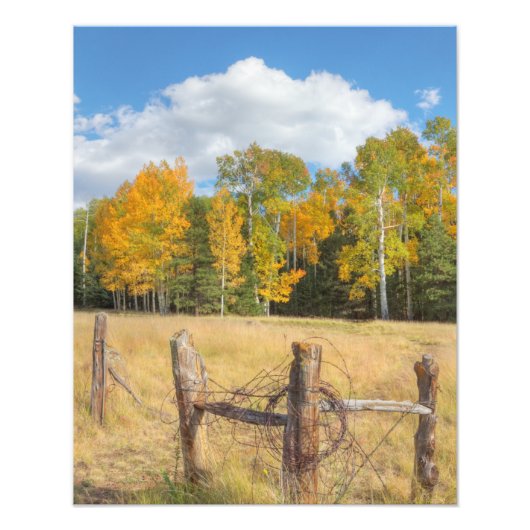 Vlaggenweide Foto Afdruk (Voorkant)