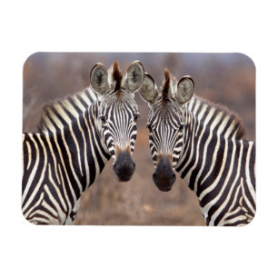 Vlakke zebra's, Kruger Nationaal Park Magneet