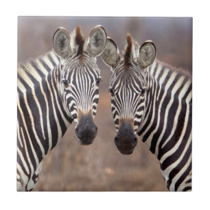 Vlakke zebra's, Kruger Nationaal Park Tegeltje
