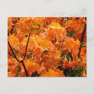 Vlam Azalea Bloemen Briefkaart