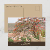 Vlambomen in Bamako Mali Briefkaart (Voorkant / Achterkant)