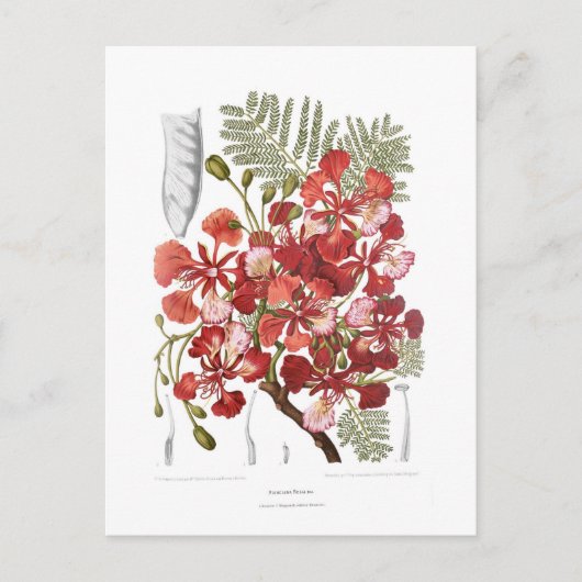 Vlamboom (Delonix regia) Briefkaart (Voorkant)