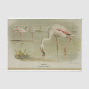 Vlamingoenen Vogels Ephemera-ontkoppeling Tissuepapier
