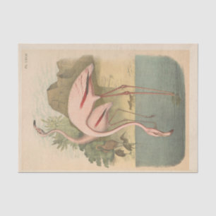 Vlamingoes Bird Ephemera Decoupage Tissuepapier