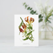 Vlamlly (Gloriosa superba) Briefkaart (Staand voorkant)