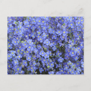 Vlasbloemen in Longwood Gardens, Pennsylvania Briefkaart