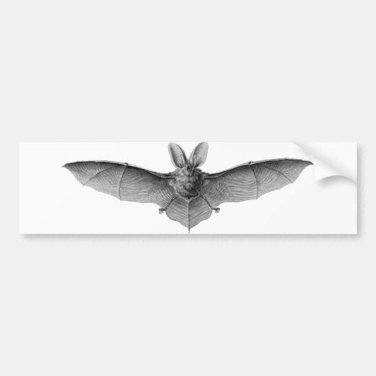 Vleermuis bumpersticker (Voorkant)