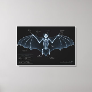 Vleermuis Skelet Röntgen Museum Exemplaar Canvas Afdruk