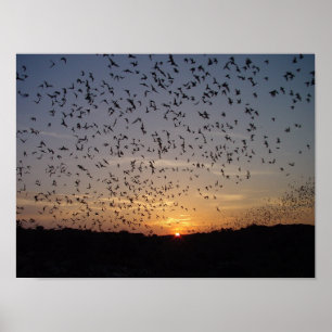 Vleermuizen in vlucht in Carlsbad Caverns Poster