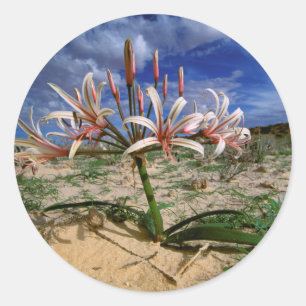 Vlei-lelie (Nerine Laticoma) in bloei Ronde Sticker