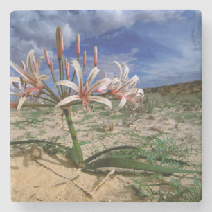 Vlei-lelie (Nerine Laticoma) in bloei Stenen Onderzetter